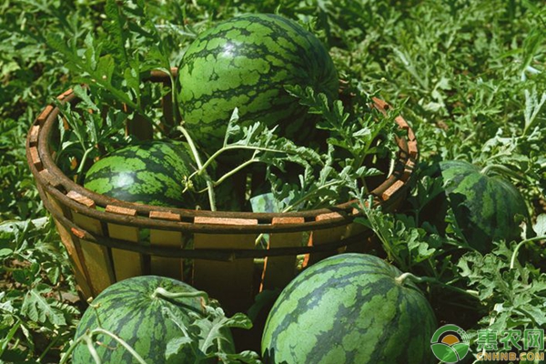 無籽西瓜是怎么種出來的?到底是不是轉(zhuǎn)基因食品?